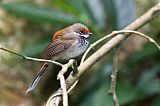 Australian Rufous Fantailborder=